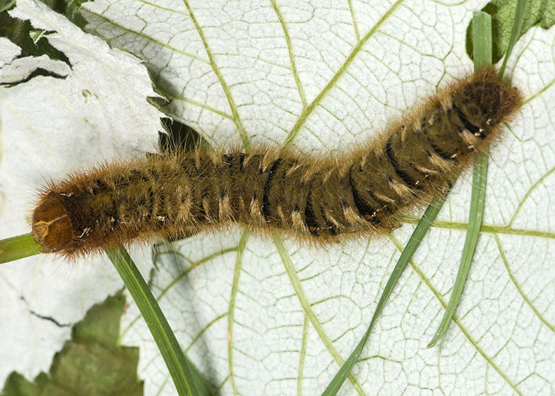 Bruco di  Lasiocampa quercus